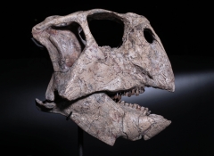 Череп динозавра Psittacosaurus sp.