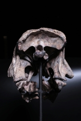 Череп динозавра Psittacosaurus sp.