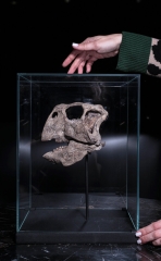 Череп динозавра Psittacosaurus sp.