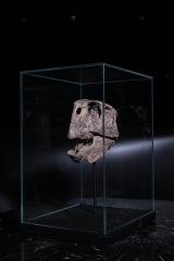 Череп динозавра Psittacosaurus sp.