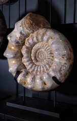 Аммонит Kranaosphinctes sp