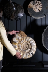 Аммонит Kranaosphinctes sp