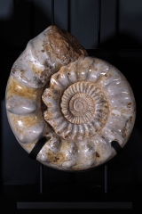 Аммонит Kranaosphinctes sp