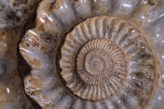 Аммонит Kranaosphinctes sp