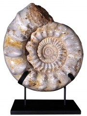 Аммонит Kranaosphinctes sp