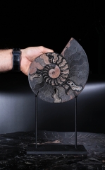 Аммонит Cleoniceras sp.