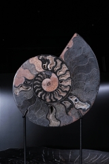 Аммонит Cleoniceras sp.