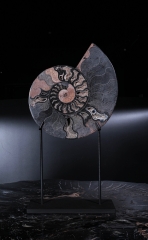 Аммонит Cleoniceras sp.