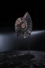 Аммонит Cleoniceras sp.