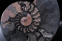 Аммонит Cleoniceras sp.