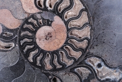 Аммонит Cleoniceras sp.