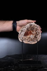 Окаменелое дерево