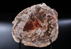 Окаменелое дерево