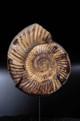 Аммонит Perisphinctes sp.