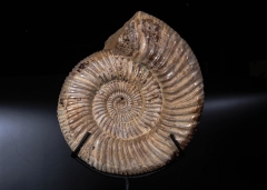 Аммонит Perisphinctes sp.