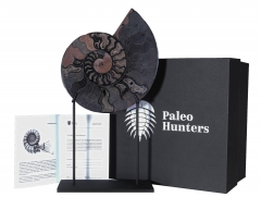 Аммонит Cleoniceras sp.