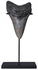 Зуб мегалодона 10,6 см