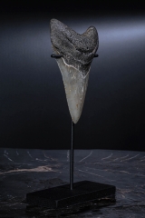 Зуб мегалодона 10,6 см