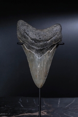 Зуб мегалодона 10,6 см