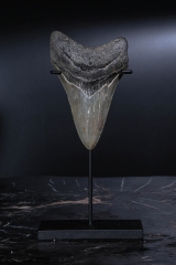 Зуб мегалодона 10,6 см