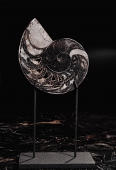 Наутилус Cymatoceras sp.