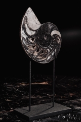 Наутилус Cymatoceras sp.