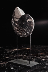 Наутилус Cymatoceras sp.