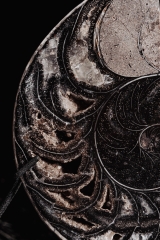 Наутилус Cymatoceras sp.