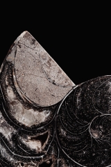 Наутилус Cymatoceras sp.