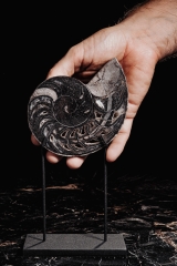 Наутилус Cymatoceras sp.