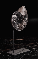 Наутилус Cymatoceras sp.