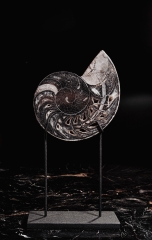 Наутилус Cymatoceras sp.