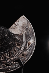 Наутилус Cymatoceras sp.