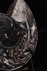 Наутилус Cymatoceras sp.