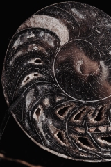 Наутилус Cymatoceras sp.