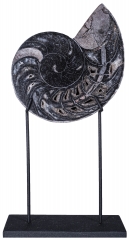 Наутилус Cymatoceras sp.