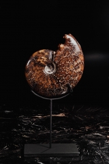 Аммонит Cleoniceras sp.