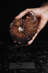 Аммонит Cleoniceras sp.