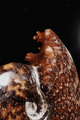 Аммонит Cleoniceras sp.