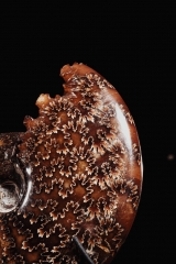 Аммонит Cleoniceras sp.