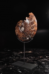 Аммонит Cleoniceras sp.