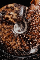 Аммонит Cleoniceras sp.