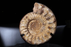 Аммонит Kranaosphinctes sp.
