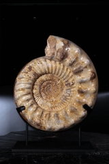 Аммонит Kranaosphinctes sp.