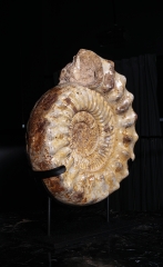 Аммонит Kranaosphinctes sp.