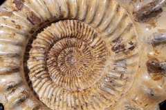 Аммонит Kranaosphinctes sp.
