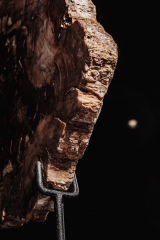 Окаменелое дерево