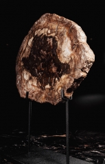 Окаменелое дерево