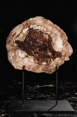 Окаменелое дерево