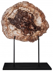 Окаменелое дерево